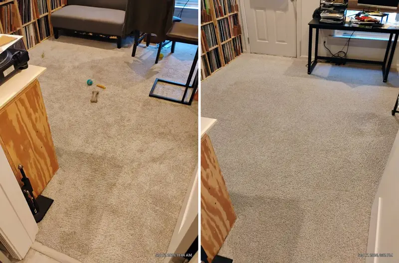 Cream carpet with dingy stains and dog toys in a music room, then clean even carpet